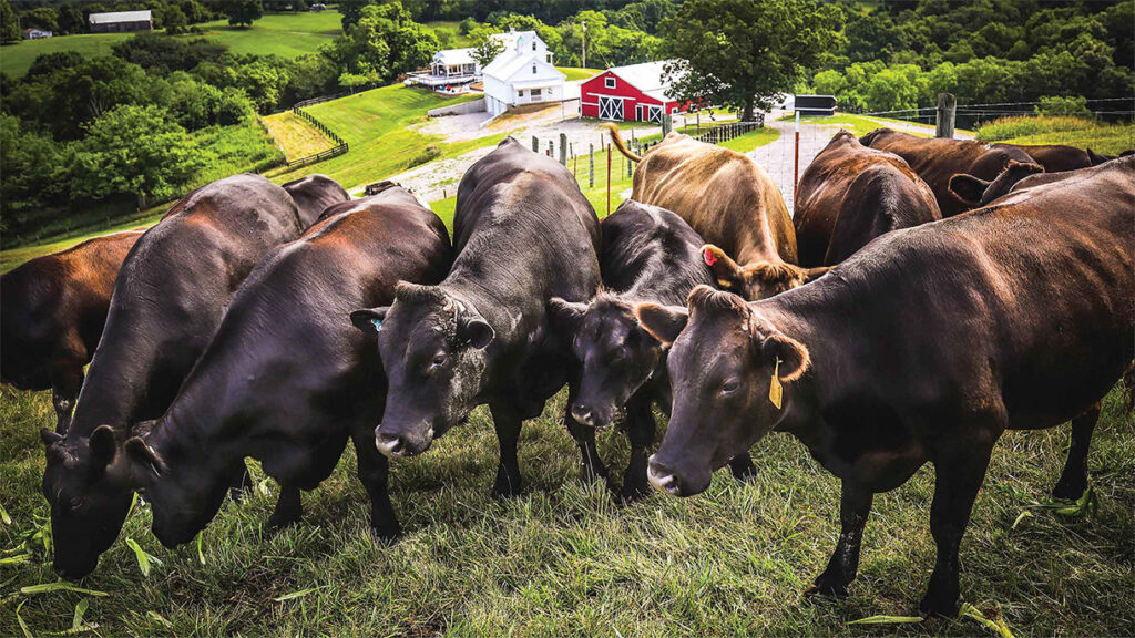 WHY WAGYU - Hartland Farm Wagyu